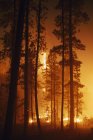 Incendie dirigé dans la forêt de pins pondéroase — Photo de stock