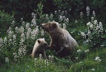Grizzlybär mit Jungtier — Stockfoto