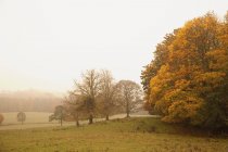 Paisagem no outono com nevoeiro — Fotografia de Stock