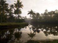 Схід сонця і пальмові дерева — стокове фото
