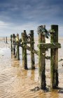 Weathered Posts In Water — Stock Photo