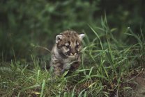 Гірський лев дитинча — стокове фото