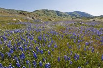 На ранчо расцветают дикие цветы — стоковое фото
