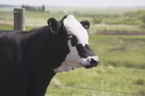 Vache debout à côté de la clôture — Photo de stock