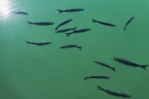 Schwimmschule für Fische — Stockfoto