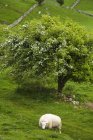 Овцы пасутся под деревом — стоковое фото