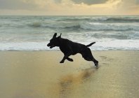 Execução de cão Labrador preto — Fotografia de Stock