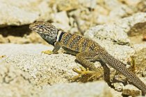 Great Basin Collared Lizard — Stock Photo