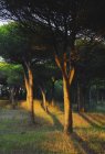Sonnenlicht trifft die Bäume — Stockfoto
