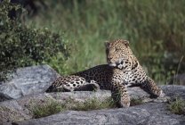 Leopardo Posa sulla pietra — Foto stock