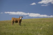 Pâturage de vaches dans les pâturages — Photo de stock