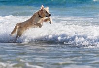 Perro corriendo en el agua - foto de stock