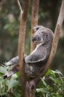 Koala oso sentado en el árbol - foto de stock