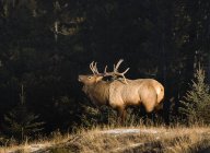 Elk standing In Forest — Stock Photo