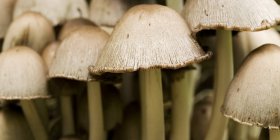 Детали белых грибов — стоковое фото