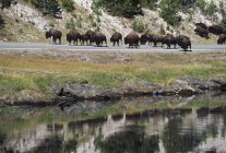 Bison Herd Caminhando ao longo da estrada — Fotografia de Stock