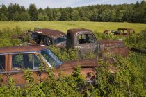 Alte, verlassene Autos — Stockfoto