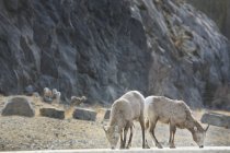 Два олені випасу — стокове фото