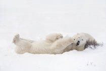 Dos osos polares en juego en la nieve - foto de stock