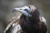 Egyptian Vulture portrait — Stock Photo