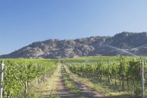 Irrigando vinha de uva e montanhas — Fotografia de Stock