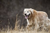 Gold Retriever perro - foto de stock