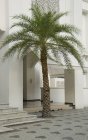 Palm Tree Growing — Stock Photo