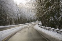 Зимова дорога з деревами — стокове фото