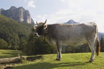 Корова, стоящая на лугу — стоковое фото