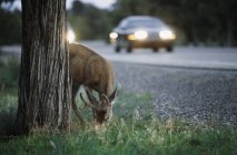 Mula ciervos pastando en la carretera - foto de stock