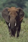 African Elephant standing over grass — Stock Photo