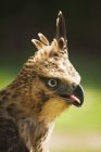 Steppe Eagle bird — Stock Photo