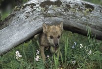 Wolfshund geht unter Baumstamm — Stockfoto