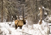 Elk In Winter Forest — Stock Photo