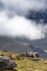 Стадо овец на зеленой траве — стоковое фото