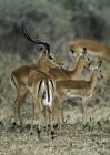 Impalas standing on ground — Stock Photo
