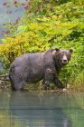Urso Grizzly andando na água — Fotografia de Stock