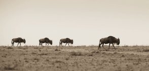 Wildebeests che cammina in fila — Foto stock