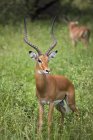 Impala debout sur l'herbe — Photo de stock