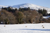 Campo cubierto de nieve - foto de stock