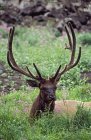 Bull Elk Resting — Stock Photo