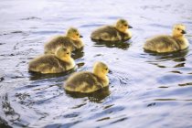 Five Goslings In Water — Stock Photo
