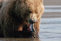 Грізлі ведмідь з рибою — стокове фото