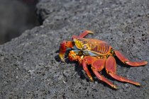 Leichtfüßige Krabbe — Stockfoto