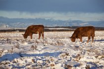 Pastoreo de ganado en campo cubierto de nieve - foto de stock
