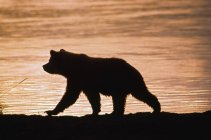 Молодим ведмедя Грізлі — стокове фото