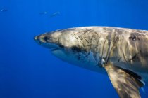 Grande squalo bianco — Foto stock