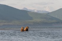 Двох ведмедів Грізлі — стокове фото