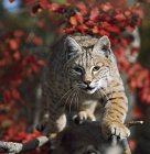 Bobcat Walks Along Branch — Stock Photo