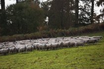 Grand troupeau de moutons — Photo de stock